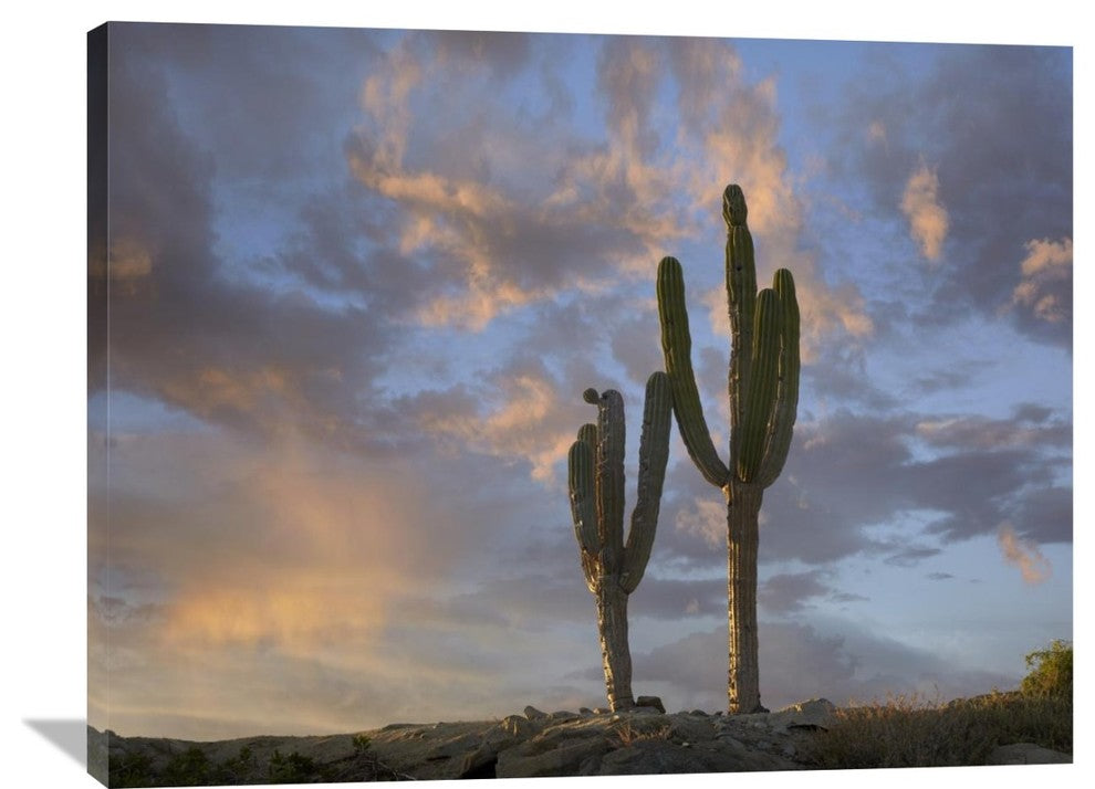 "Saguaro Cacti, Cabo San Lucas, Mexico" Artwork, 40" x 30"