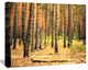 Beautiful Pine Forest at Sunset, Modern Forest Canvas Art, 20"x12"
