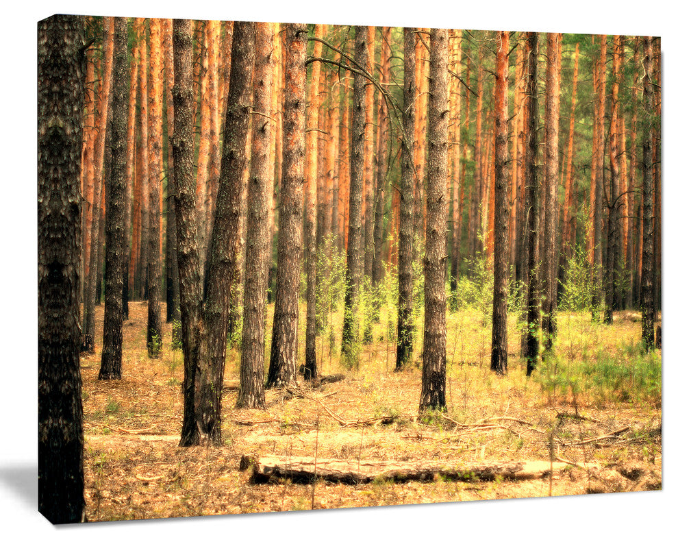 Beautiful Pine Forest at Sunset, Modern Forest Canvas Art, 20"x12"