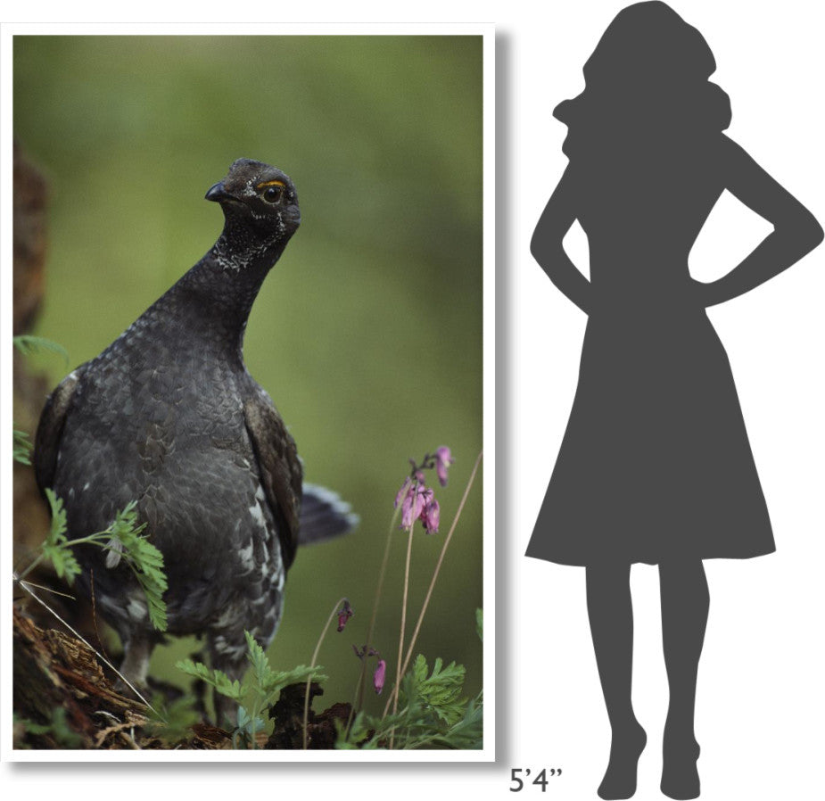 "Blue Grouse, North America" Digital Paper Print by Tim Fitzharris, 42"x62"