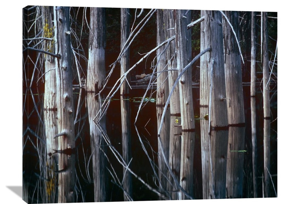 "Western Red Cedar Trees, Oliphant Lake, British Columbia, Canada" Artwork