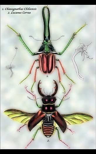 Beetles: Chiasognathus Chiloensis and Lucanus Cervus #1