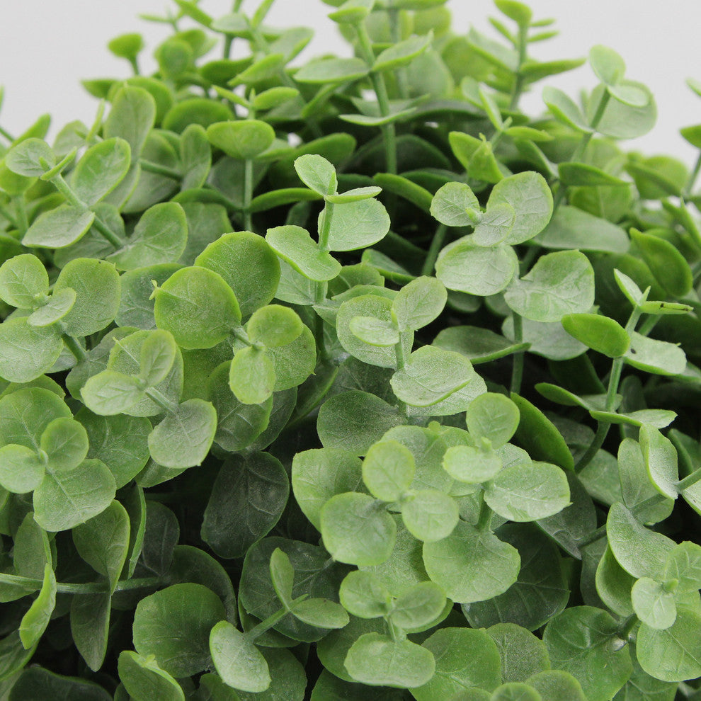 Close-up view of eucalyptus leaves on a clean white background (no pot)