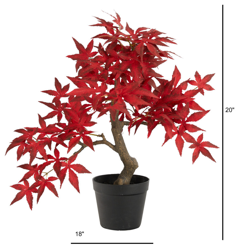 20" Autumn Maple Bonsai