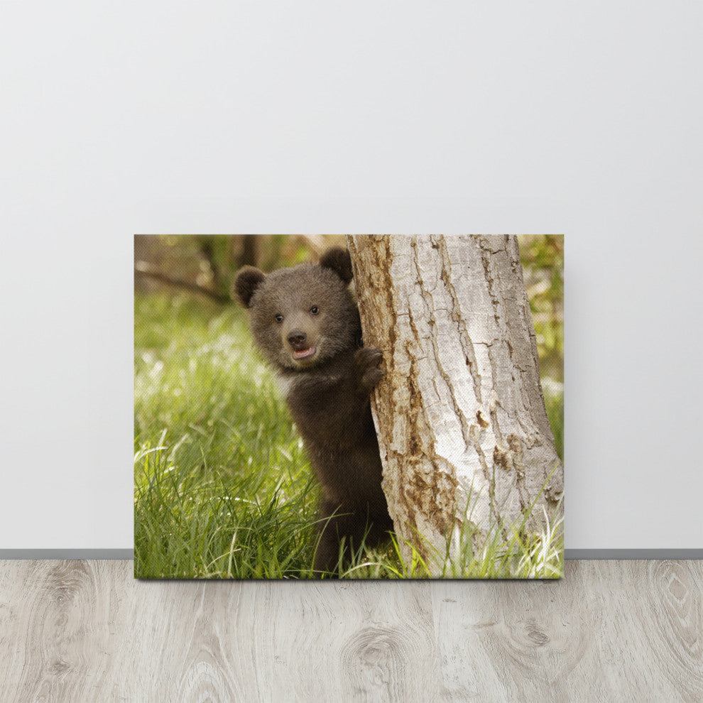 Baby Grizzly Bear Cub Behind Tree In Meadow Wildlife Photo Canvas Wall Art Print, 16" X 20"