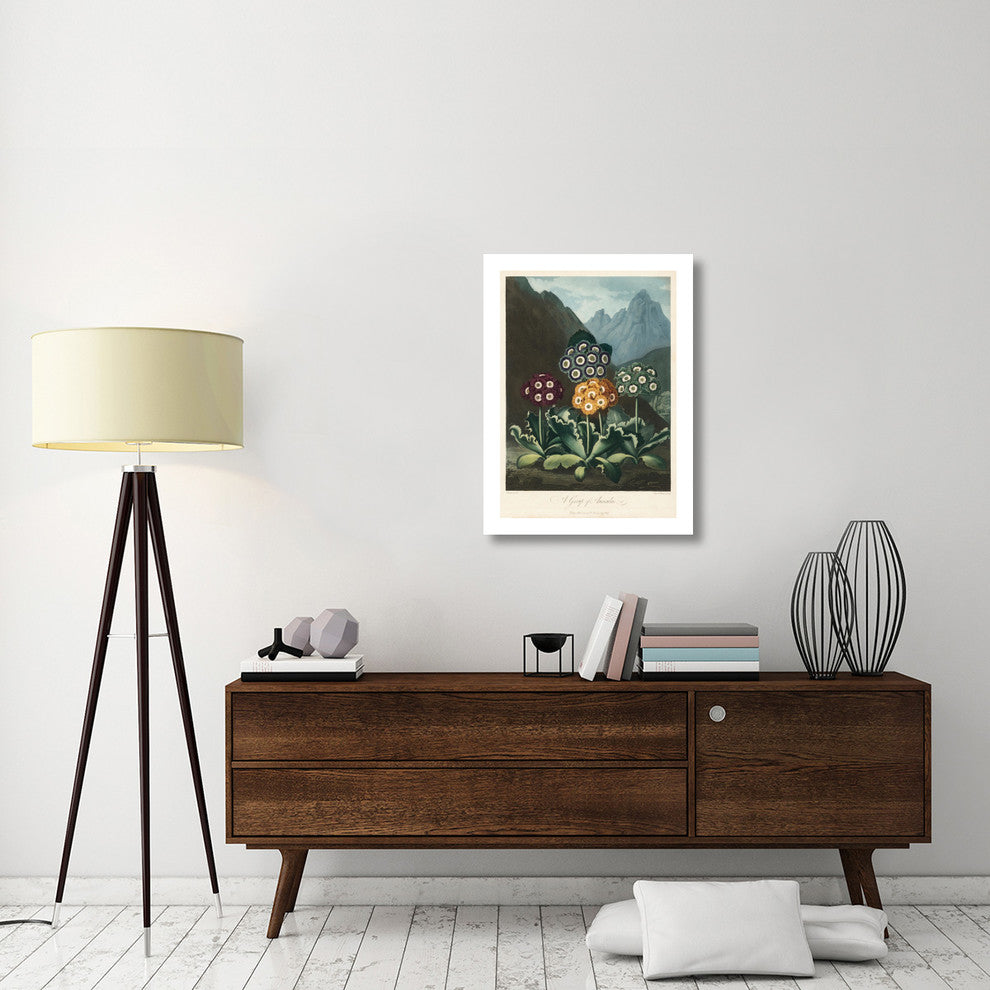 "A Group of Auriculas, 1803" Digital Paper Print by Frederick Lewis, 23"x32"