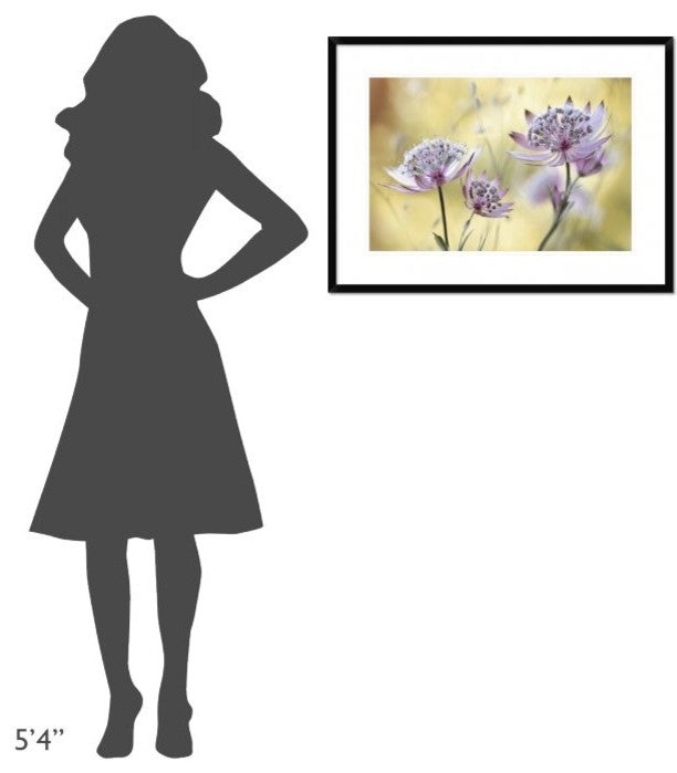 "Astrantia Major" Framed Digital Print by Mandy Disher, 32x24"