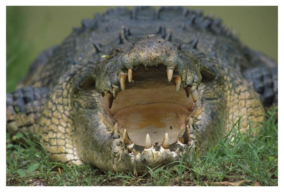 "Saltwater/Estuarine Crocodile, open mouth, Australia" Paper Art, 20"x14"