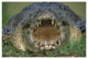"Saltwater/Estuarine Crocodile, open mouth, Australia" Paper Art, 20"x14"