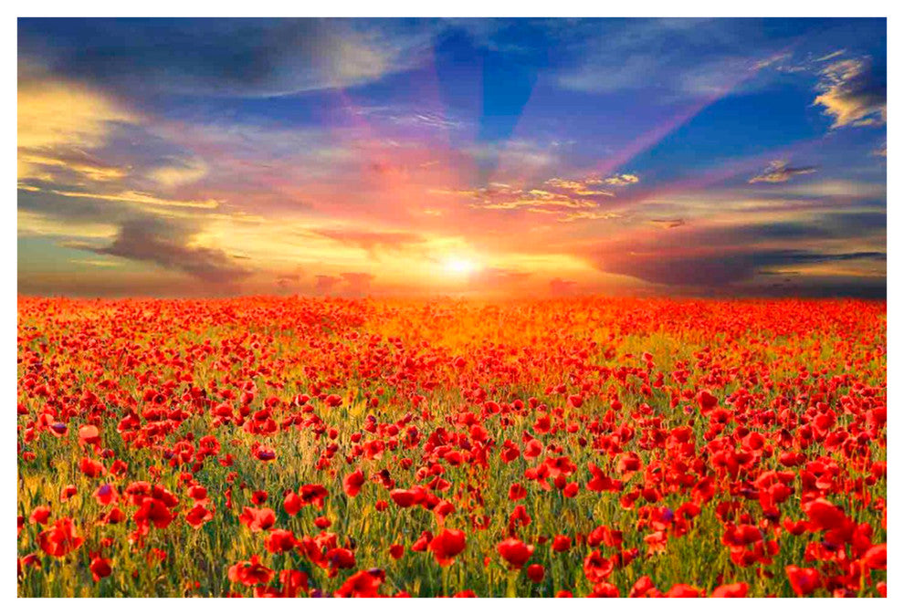 All the Poppies