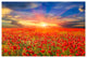 All the Poppies