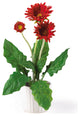 Gerber Daisy With White Vase, Set of 6