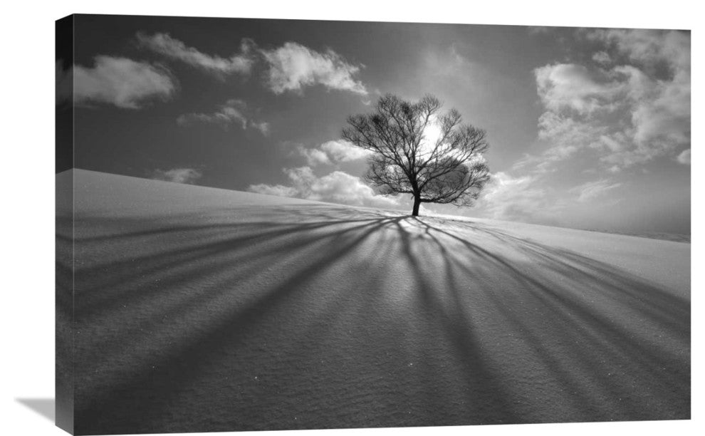 "Tree Shadow" Stretched Canvas Giclee by Kengo Shibutani, 30"x20"