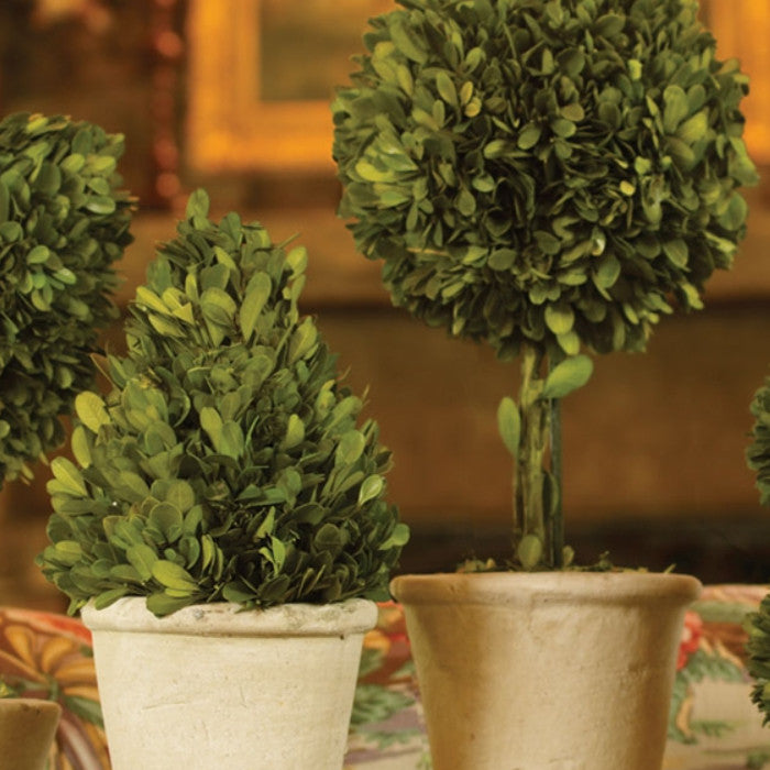 Set of 8 Mini English Topiary Boxwoods in Pots Tabletop Grouping Greenery 16 in