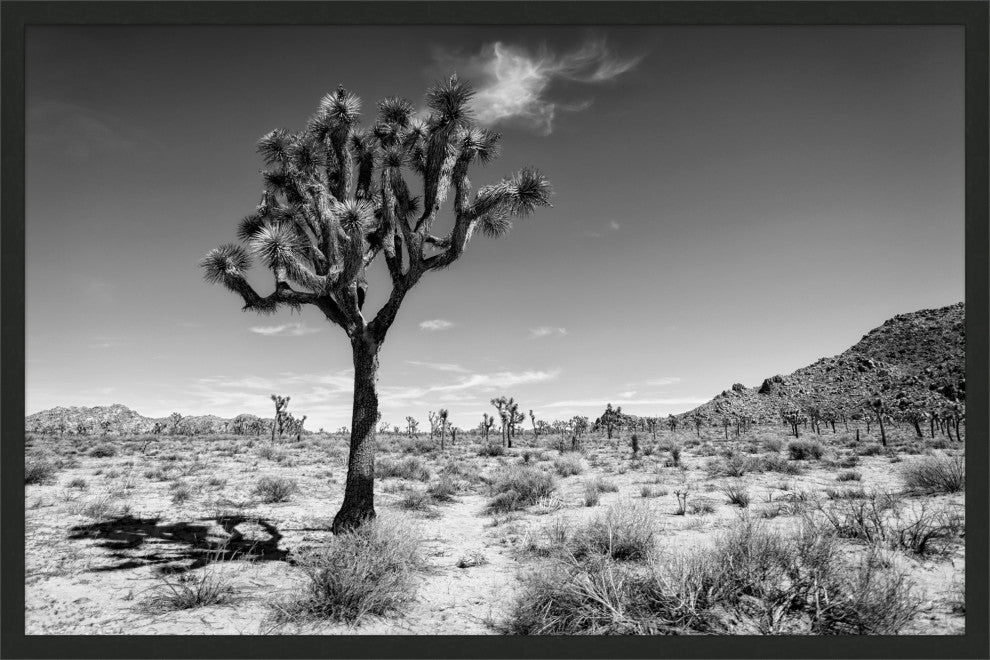 Joshua Tree 1, Giclee Reproduction Artwork