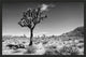 Joshua Tree 1, Giclee Reproduction Artwork