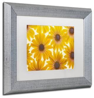 Cora Niele 'Yellow Cape Daisies' Matted Framed Art