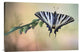 "Chupa Leche" Stretched Canvas Giclee by Jimmy Hoffman, 30"x20"