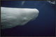 Sperm Whale White Morph Portrait, Azores Islands, Portugal, 30"x20"