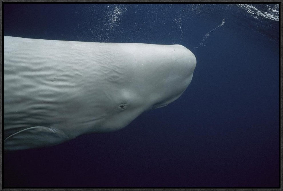 Sperm Whale White Morph Portrait, Azores Islands, Portugal, 30"x20"