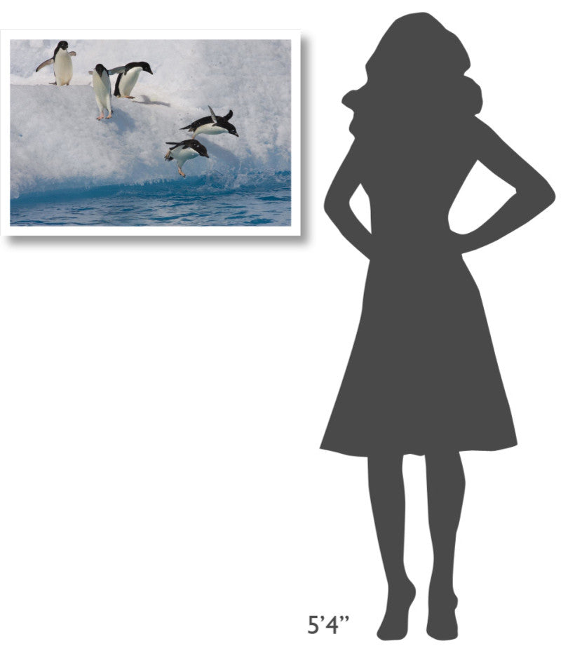 "Adelie Penguins jumping/diving off iceberg, Paulet Island" Paper Art, 32"x22"