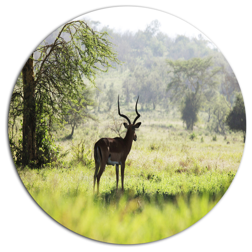 Solitary Antelope In Green Park, African Landscape Round Wall Art, 23"
