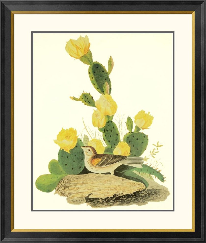 "Grass Finch Or Bay-Winged Bunting"  by John James Audubon, 32x38"