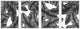 Orlando Quadriptych, 80x30