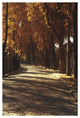 "Pere La Chaise" Digital Paper Print by Laura Marshall, 34"x50"
