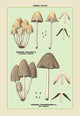 Edible Fungi: Inky Coprinus - Fine Art Giclee Print 24" x 36"