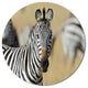 African Zebra Close-Up View, African Disc Metal Wall Art, 11"