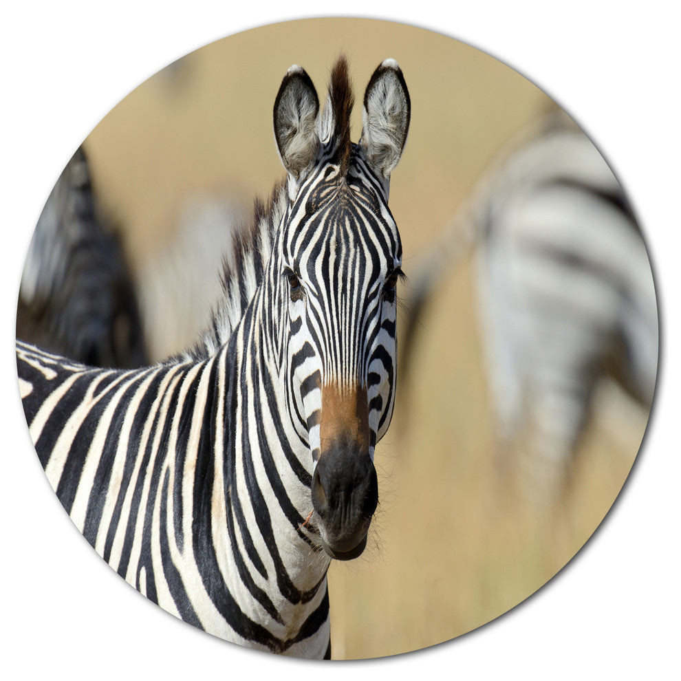 African Zebra Close-Up View, African Disc Metal Wall Art, 11"