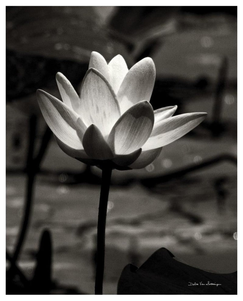 "Lotus Flower VII" Digital Paper Print by Debra Van Swearingen, 18"x22"