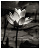 "Lotus Flower VII" Digital Paper Print by Debra Van Swearingen, 18"x22"