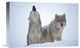 "Timber Wolves Close-Up Portrait Of Pair Howling In Snow, North America" Artwork