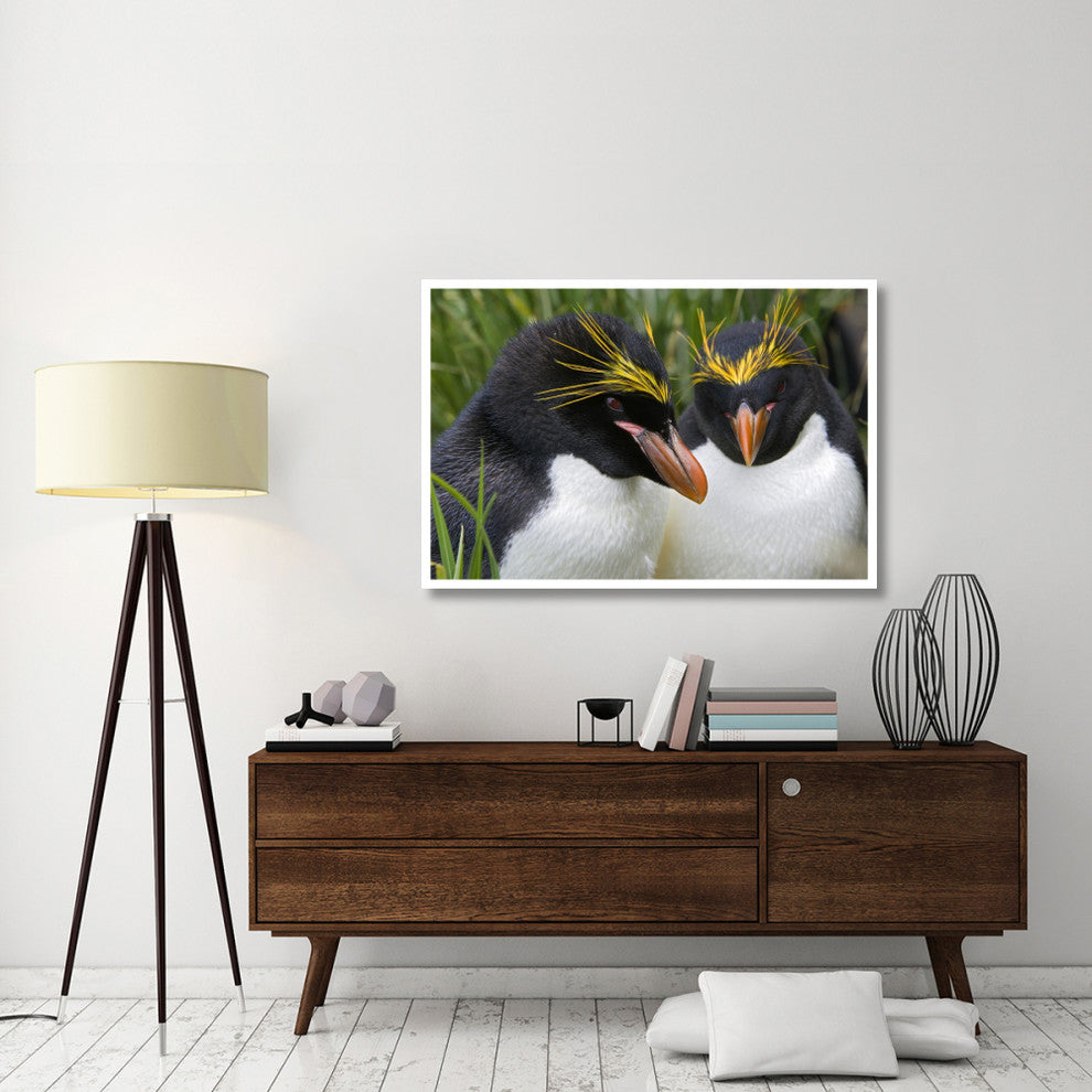 "Macaroni Penguin pair, Cooper Bay, South Georgia Island" Paper Art, 50"x34"