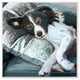 Dog Sleeping Animal Pet Blue Painting, 12"x12"