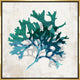 CeruleanCora lIII, 37.25"x37.25", Gold Leaf Gallery Float
