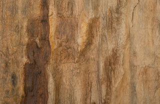 Cast Petrified Wood Wall Decor