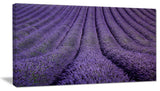 "Blooming Lavender Flower Texture" Landscape Wall Wall Art, 40"x20"
