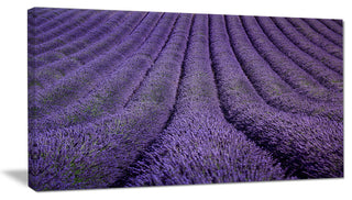 "Blooming Lavender Flower Texture" Landscape Wall Wall Art, 40"x20"