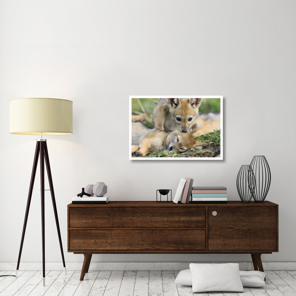 "Black-backed Jackal pups, 6 weeks old, playing, Masai Mara" Paper Art, 38"x26"