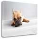 "Sad Frenchie" By Susan Sabo, Giclee Print on Gallery Wrap Canvas, Ready to Hang