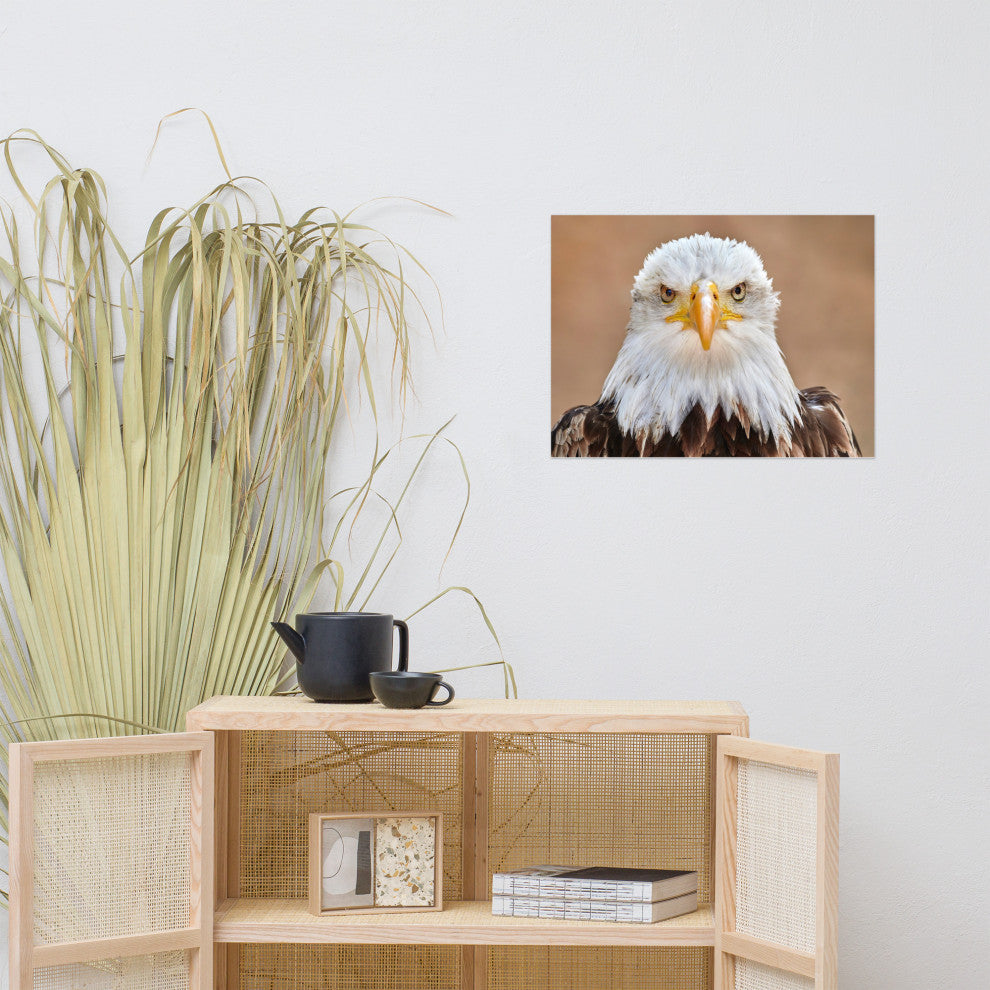 Bald Eagle Portrait Close-up 2 Loose Wall Art Print, 18" X 24"