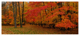 'Ohio Autumn' Canvas Art by Kurt Shaffer