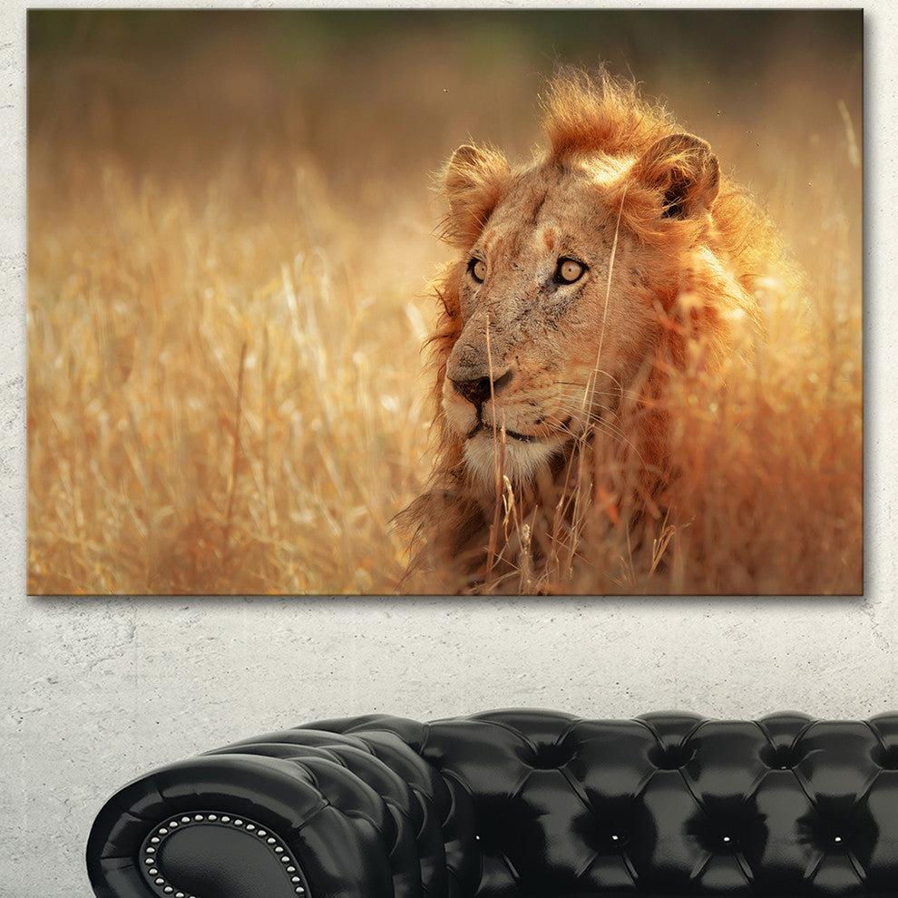 Relaxing Lion in Grassland, African Canvas Art Print, 40"x30"