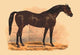 Flying Dutchman - Fine Art Giclee Print 24" x 36"