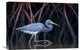"Stalking In The Mangroves" Stretched Canvas Giclee by Greg Barsh, 22x15"