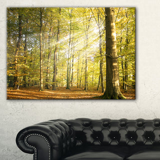 "Sun Rays Hitting Forest" Canvas Print