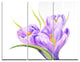 "Crocuses in White Background" Glossy Metal Wall Art, 3 Panels, 36"x28"